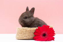 Small Rabbit With Flower Isolated On White And Pink Background