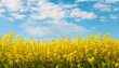 Yellow rapeseed field against blue sky nature background. Blooming canola flowers.