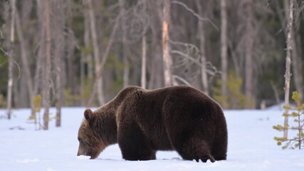Wall Mural - Nervous and careful big male brown bear walking walking in the thick snow in Finland

