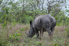 White Rhinoceros Or Square Lipped Rhinoceros, Ceratotherium Simum