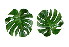 Top Veiw, Bright Fresh Two Monstera Leaf Isolated On White Background For Stock Photo Or Advertisement, Genus Of Flowering Plants