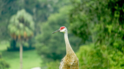  Stork in a field