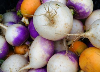 Wall Mural - Colorful purple and orange turnip vegetable at a winter farmers market