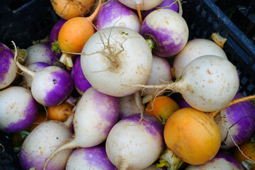 Wall Mural - Colorful purple and orange turnip vegetable at a winter farmers market