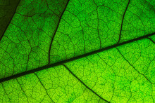 Abstract Closeup Green Leaf Texture Background 