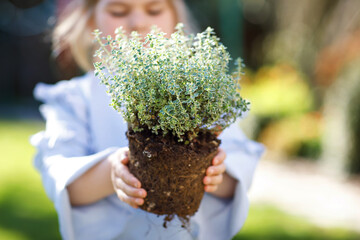 Wall Mural - Close-up of little toddler girl holding garden shovel with green plants seedling in hands. Cute child learn gardening, planting and cultivating vegetables herbs in home garden. Ecology, organic food.