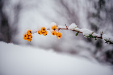 Orange Berries Of Pyracantha Firethorn Covered With Snow Winter Background