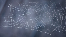 Close Up Of A Cobweb On A Dark Background. Wet Cobweb Net With Dew Drops.