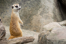 Cute Male Meerkat Standing On The Rock To Beware Lookout And Watching The Predator.