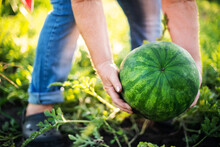 Woman Harvests Watermelon From Her Garden