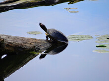 Turtle Sunning