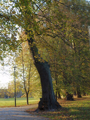 Wall Mural - autumnal scenery with trees and yellow leaves