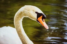 Close Up Portrait Of An Elegant And  Wet White Mute Swan With Orange Beak And Water Drops Dripping From It. Dark Green Lake In The Background. Warm Colors.