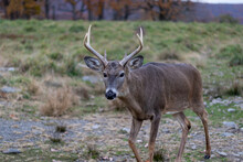 Whitetail Deer Buck (Cervidae) With Large Rack In Grassy Field On A Late Fall Afternoon