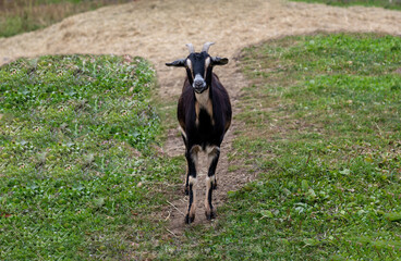 Sticker - Black and Tan goat closeup standing in grass field