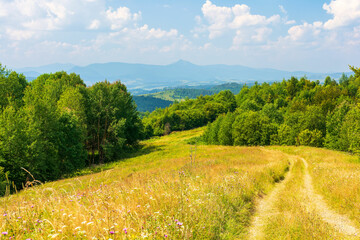Wall Mural - beautiful countryside of transcarpathia. sunny afternoon. scenic summer landscape in mountains. gras