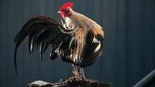 Rooster Cleans Feathers And A Long Tail