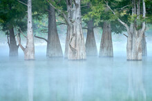 A Lake With Swamp Cypresses In The Morning Milky Mist. Fabulous Tree Trunks Are Reflected In The Water. Selective Focus.