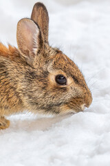 Wall Mural - Close up side view of a young Eastern Cottontail Rabbit (Sylvilagus floridanus) standing in snow in the winter.
