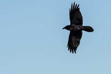 Wall Mural - Common Black Raven Flying in a Blue Sky