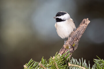 Sticker - Carolina Chickadee Perched in an Evergreen Tree