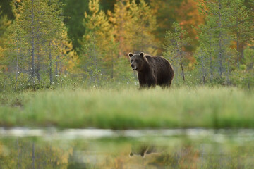 Wall Mural - male brown bear walking near the water at summer evening, forest in the background