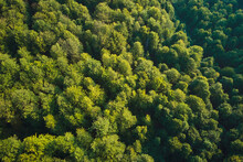 Top Down Flat Aerial View Of Dark Lush Forest With Green Trees Canopies In Summer