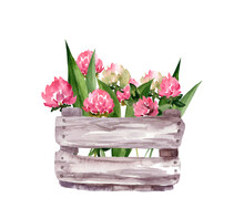Watercolor Illustration Of A Wooden Box With Flowers. Pink Wildflowers. Clover. Spring, Valentine's Day, March 8, St. Patrick's Day