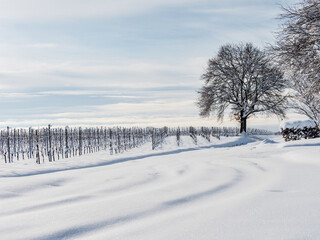 Alsace vineyards under heavy snow on a sunny winter day. Details and top view.