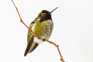 Wall Mural - An Anna's Hummingbird perched on a thin branch against a clean white natural background.  This tiny bird is in winter in Western Washington State

