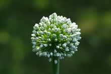 Macro Of Blooming Onion Flower Head  In The Garden. Agricultural Background. Green Onions. Spring Onions Or Sibies. Summertime Rural Scene. White Flowers . Allium. Horizontal Photo. Copy Space