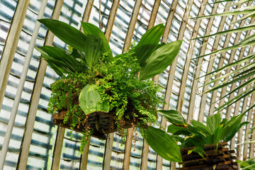 Sticker - Plants with green leaves growing in a box hanging in a greenhouse.