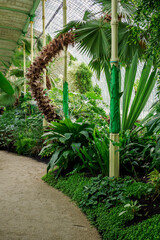 Wall Mural - Plants growing in a greenhouse by the sidewalk.