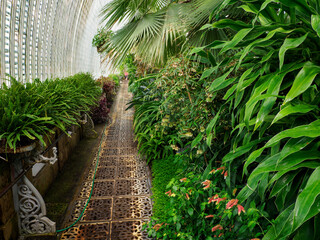 Canvas Print - Plants growing in a greenhouse by the sidewalk.