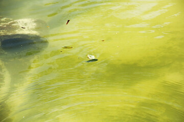 Wall Mural - leaf in water