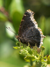 Side View Of Mourning Cloak, Nymphalis Antiopa Butterfly, Resting On A Twig.