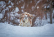 shih tzu dog runs in winter in the forest