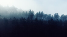 Fog In The Forest