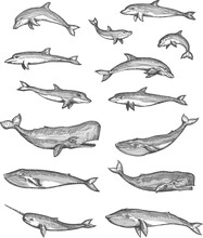 Whales, Dolphins, Narwhal And Sperm Whales Vector Sketches Set, Isolated Hand Drawn Sea Animals. Underwater Monsters Swimming And Jumping In Water, Toothed Whale And Bottlenose Dolphin Engravings
