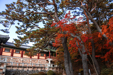 Wall Mural - Beautiful and colorful autumn Korean temple  Bulgulsa with yellow,orange and red leaves,