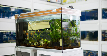 Aquarium with goldfish and algae for sale in the pet shop