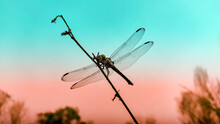 Dragonfly On A Branch With Colourful Background.