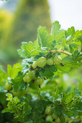 Wall Mural - Fresh ripe organic gooseberries grow in the green garden.