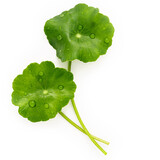 Fototapeta Mapy - Close up centella asiatica leaves with rain drop isolated on white background top view.