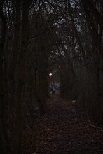 Zwei Menschen Wandern Auf Einem Waldweg Zur Abendstunde