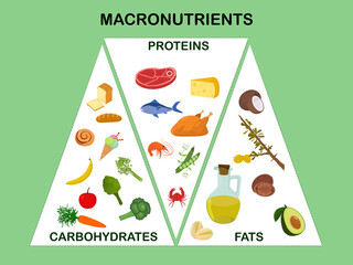 Vector illustration on the topic of the main groups of products - macronutrients. Proteins, fats and carbohydrates in the form of an infographic with the image of food. The concept of healthy eating.