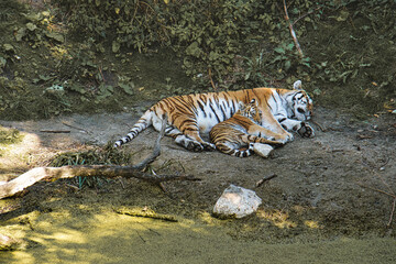 siberian tiger mother with her cub lying relaxed on a meadow. powerful predatory cat.