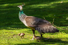 The Indian Peafowl Mom With Little Babies. Blue Peafowl, Pavo Cristatus Is A Large And Brightly Coloured Bird