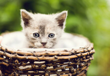 Kitten In The Basket