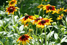 Sonnenhut, Gelbe Blüten Im Sommergarten -  Black-eyed Susan Flower In Garden